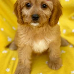 Cavalier King Charles Spaniel, Cavapoo, and Poodle Puppies from Red Skye Cavaliers and Cavapoos