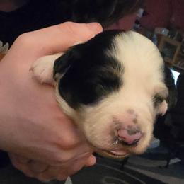 Ivy - Blue merle female Miniature American Shepherd puppy in Vancouver, Washington from BonDrew's Miniature American Shepherds