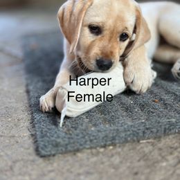 Labrador Retriever Puppies from Jamie Schlenker