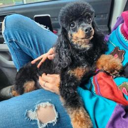 Chloe - Phantom female Poodle puppy in Saint Cloud, Florida from Rising Star Kennels