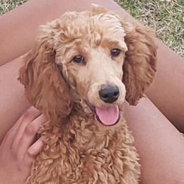 Zion - Poodle
