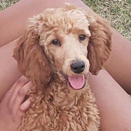 Zion - Poodle