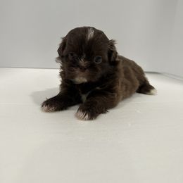 Shih Tzu Puppies from Moore Shih Tzus