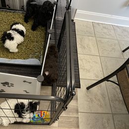 Schnoodle Puppies from DM Schnoodles