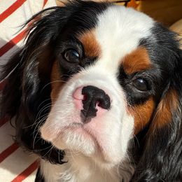 Clifford - Tri-color Cavalier King Charles Spaniel puppy in Dawsonville, Georgia from Ayerloom Cavaliers