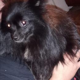 Bear - Pomeranian