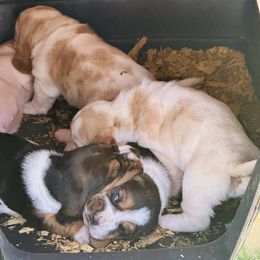 Basset Hound Puppies from Smith Family Farms Basset Hounds
