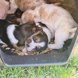 Basset Hound Puppies from Smith Family Farms Basset Hounds