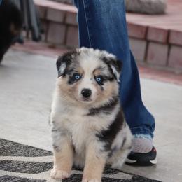BMM1- Prissy x Sloan - Blue merle male Miniature Australian Shepherd puppy in Goliad, Texas from Sassy Lil Aussies and Diamond W Poodles