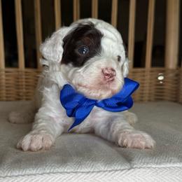 AKC Spanky - Brown Parti Phantom - Parti male Poodle puppy in Tampa, Florida from The Sweet Life of a Toy Poodle