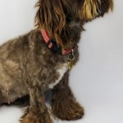 Assorted Doodle Crosses, Cavapoos, and Double Doodles from Daisy Pups