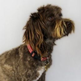 Assorted Doodle Crosses, Cavapoos, and Double Doodles from Daisy Pups
