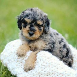 Aussiedoodle and Goldendoodle Puppies from Jackson County Doodles