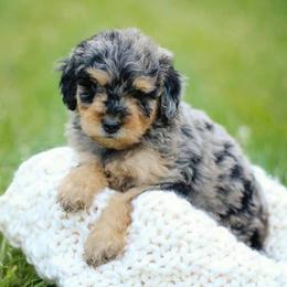 Aussiedoodle and Goldendoodle Puppies from Jackson County Doodles