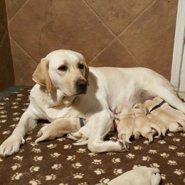 Labrador Retriever Puppies from Daisy Mountain Labs