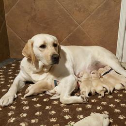 Labrador Retriever Puppies from Daisy Mountain Labs