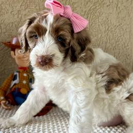 Bonnie - Chocolate merle female Bernedoodle puppy in Utah County, Utah from Cascade Springs Doodles