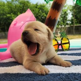 Labrador Retriever Puppies from Texas Finest English Labradors