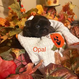 Opal - Liver female Shih Tzu puppy in Valley Mills, Texas from Busch Pups