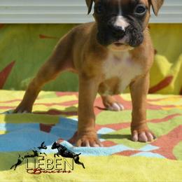 Waffles - Fawn female Boxer puppy in Earlsboro, Oklahoma from Lieben Boxers