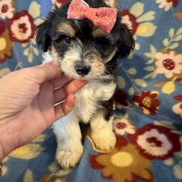 Pixie - Black phantom female Aussiedoodle puppy in Howe, Oklahoma from Cuddly Cavapoos