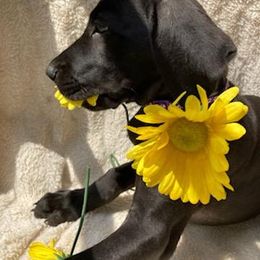 Great Dane Puppies from De Leon Danes