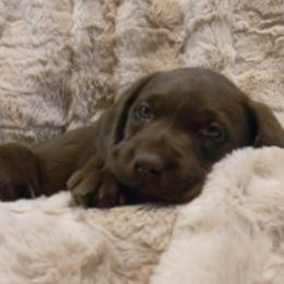 Girl 1 Pink  Collar - Chocolate female Labrador Retriever puppy in Vacaville, California from Mathew's Labradors