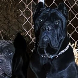 Cane Corso from Syed Cane Corso