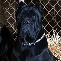 Cane Corso from Syed Cane Corso