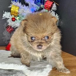 Pepper's Actually Romantic - Romeo - Blue sable male Pomeranian puppy in Plant City, Florida from Pepper's Pomeranians