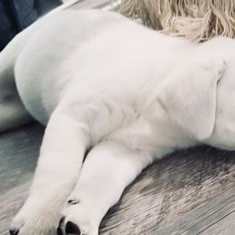 Labrador Retrievers from Kamrose Labradors