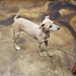 Italian Greyhound Puppies from Heartland Iggys