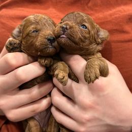 Poodle Puppies from KC Poodles of PA