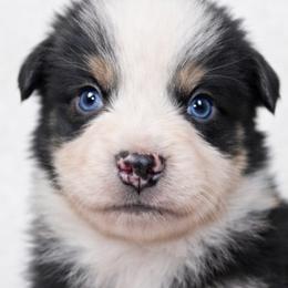 Pony - Black tri-color female Australian Shepherd puppy in Hearne, Texas from Wigglebutts Unlimited