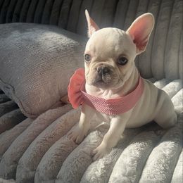 Tiny - Cream female French Bulldog puppy in Galt, California from The three little frenchies
