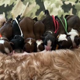 Havanese Puppies from HavaReese Havanese