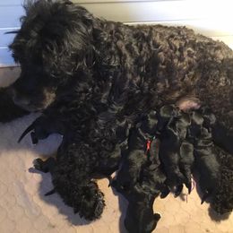 Portuguese Water Dog Puppies from Hallie Howe's Portuguese Water Dog
