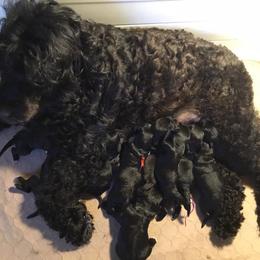 Portuguese Water Dog Puppies from Hallie Howe's Portuguese Water Dog