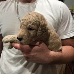 Goldendoodle Puppies from Da Ruba Doodles