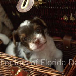 Biewer Terrier Puppies from Biewer Terriers of Florida Dawn