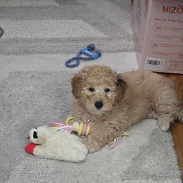 Bernedoodle, Cavapoo, Goldendoodle, Miniature Schnauzer, and Poodle Puppies from Alyssa Xxweetdoodles