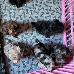 Aussiedoodle puppies from SonSational Farm Toy/ Mini Australian Shepard's