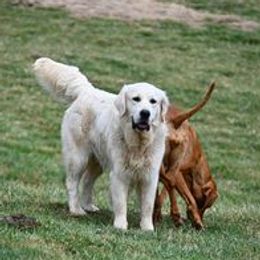 Atlas - Golden Retriever