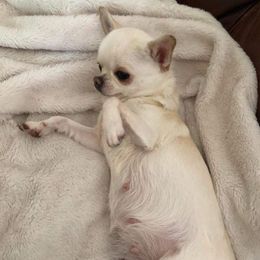 Bianca - Chihuahua