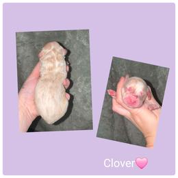 Clover - Cream female Springerdoodle puppy in Freeland, Michigan from McNally's Springer Spaniels