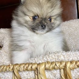 Pomeranian Puppies from Hope Mountain Pomeranians