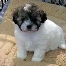 Coton de Tulear Puppies from A Touch of Class Cotons