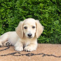 Dachshund Puppies from Royal Paws