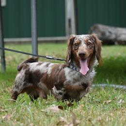 Hank - Dapple male Dachshund puppy in Lufkin, Texas from L & A Dachshunds