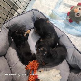 Dachshund and Yorkshire Terrier Puppies from Southern Sweetheart Kennels